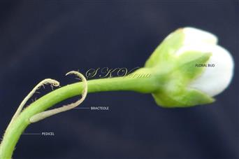  Floral bud bearing bracteoles